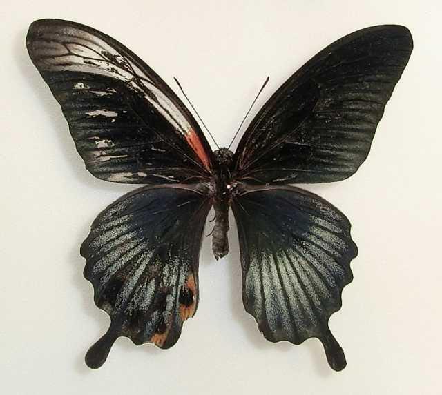 Papilio Gynandromorph 10 (Internet Image property of respective owner, non-commercial use only)